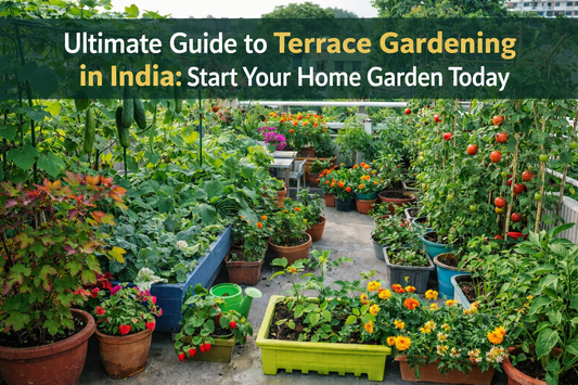 Ultimate Guide to Terrace Gardening in India: Start Your Home Garden Today